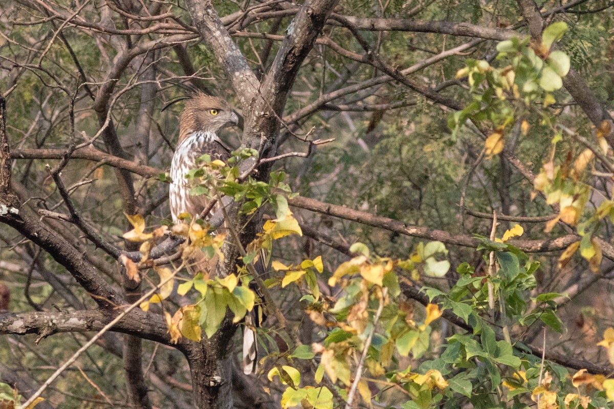 Изменчивый хохлатый орёл (cirrhatus/ceylanensis) - ML211416581
