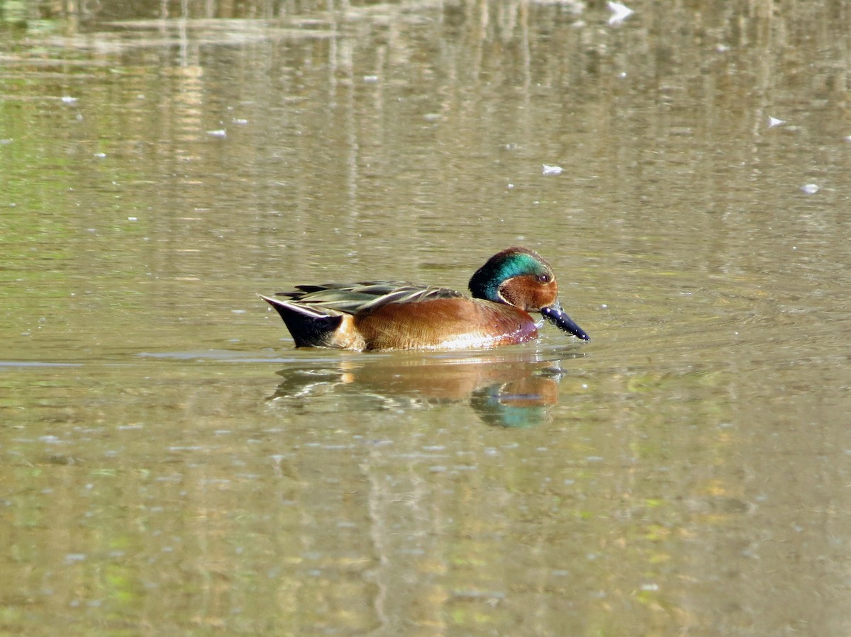 Cinnamon x Green-winged Teal (hybrid) - Steve Hosmer
