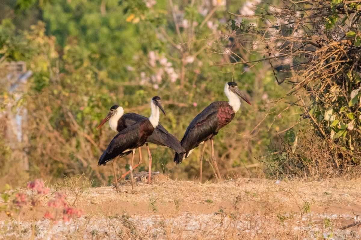 Asian Woolly-necked Stork - ML211418501