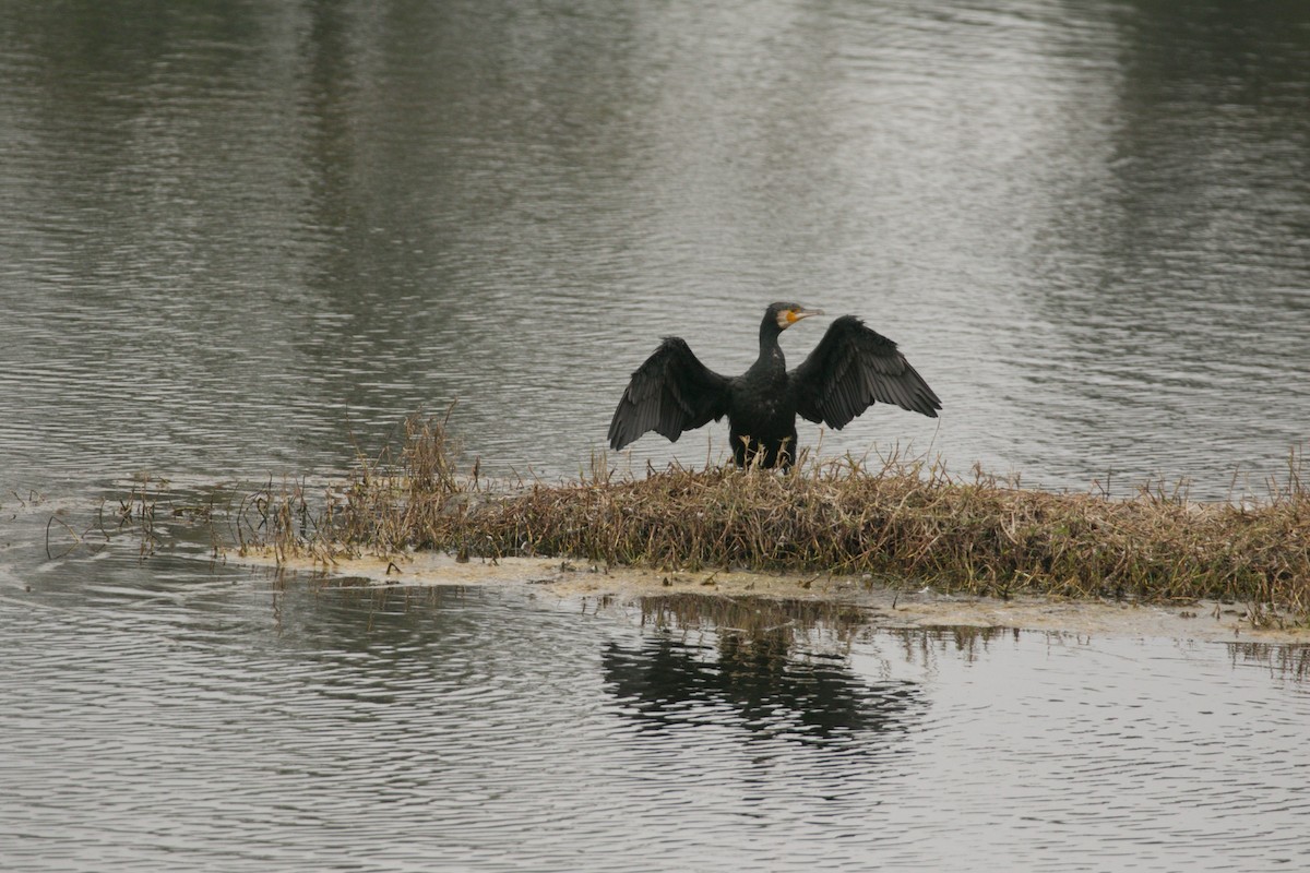 Great Cormorant - ML211418541