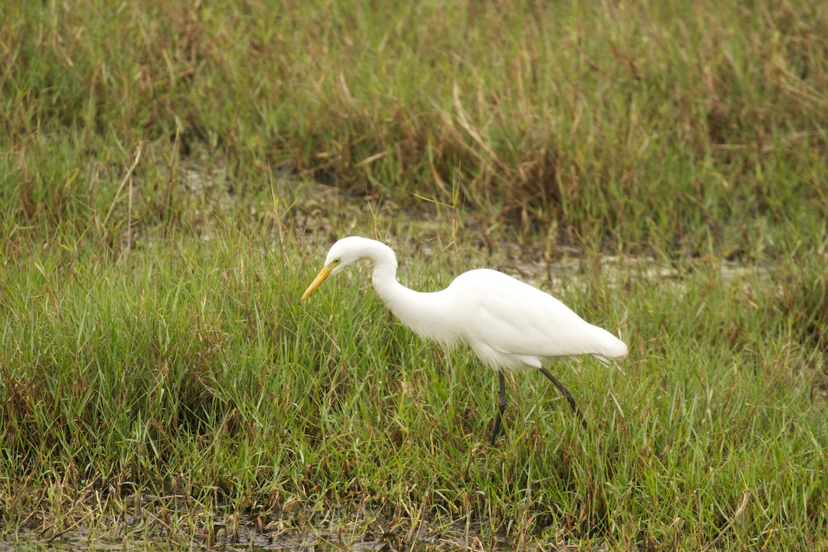 Medium Egret - ML211418631