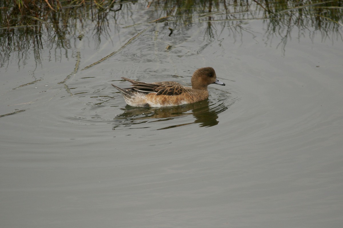 Eurasian Wigeon - ML211418801