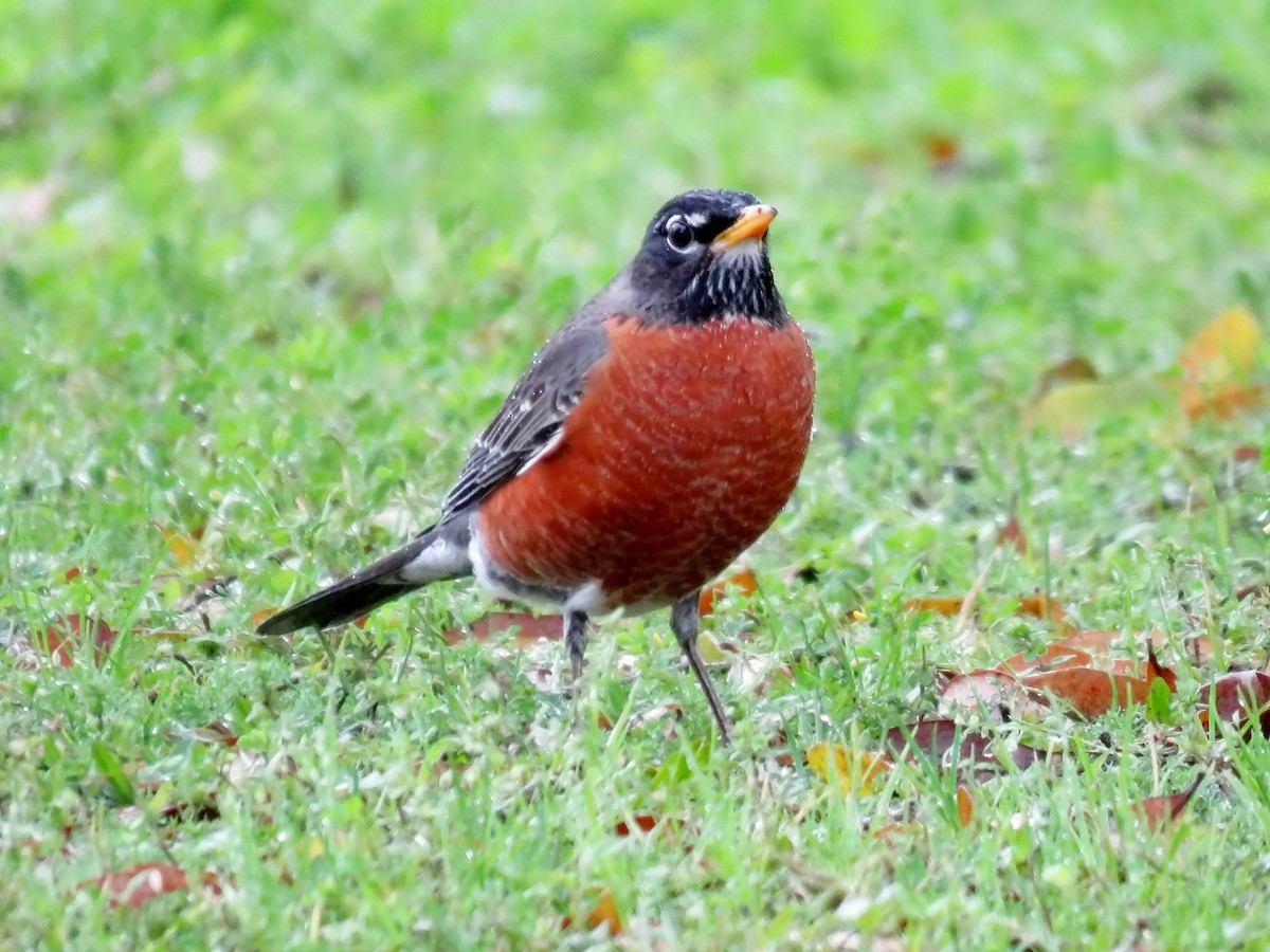 American Robin - ML211419221