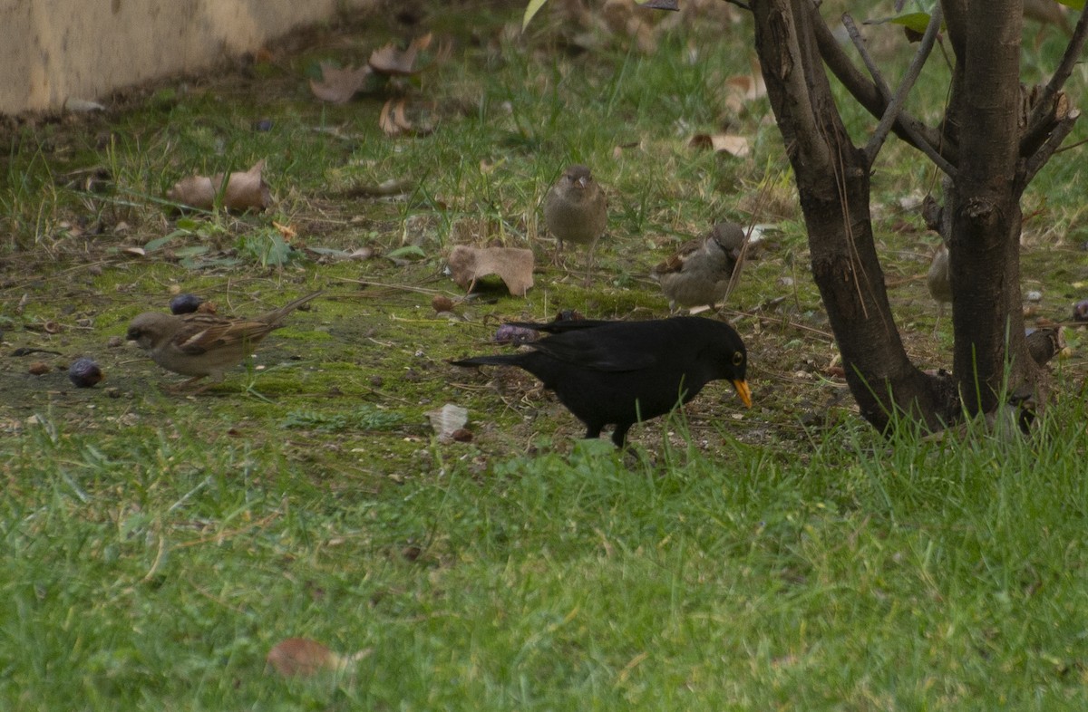 Eurasian Blackbird - ML211421671