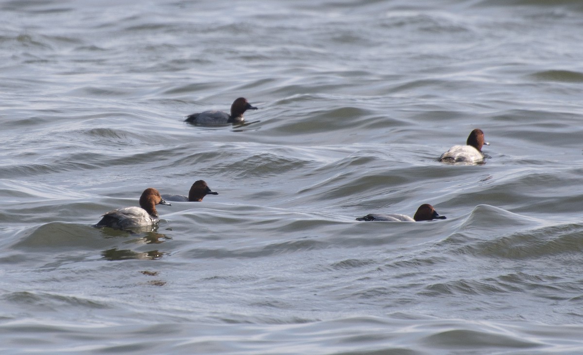 Common Pochard - ML211421821