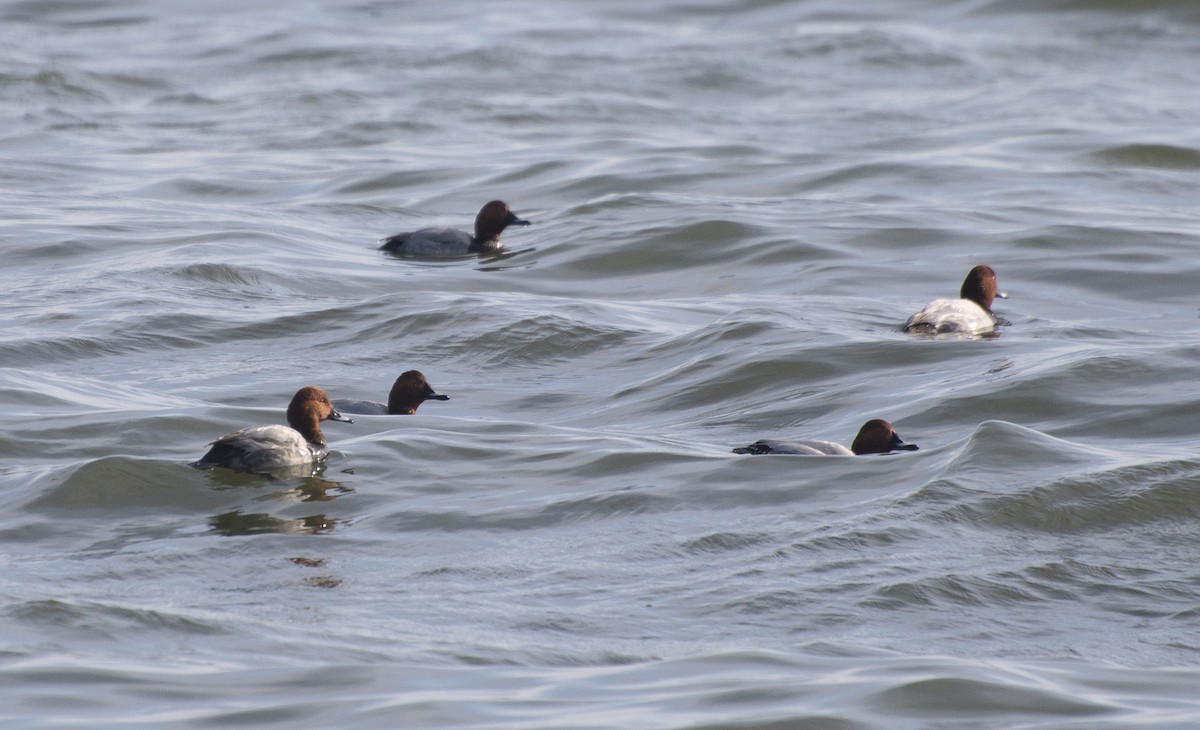 Common Pochard - ML211421821