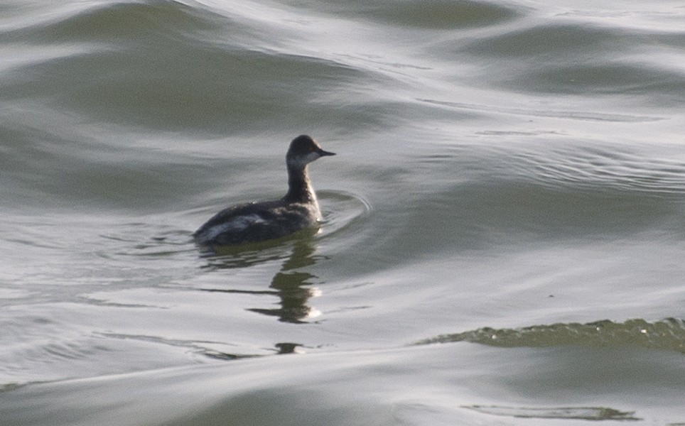 Eared Grebe - ML211422021