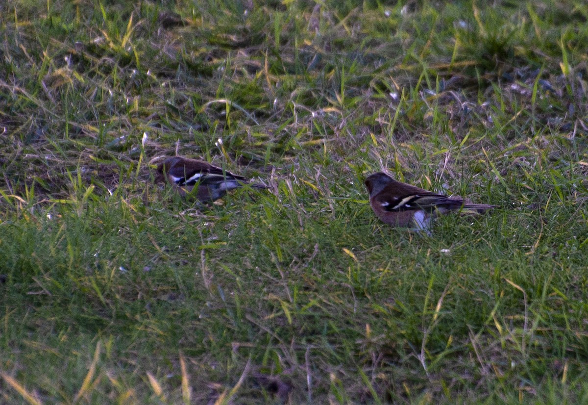 Common Chaffinch - ML211422551