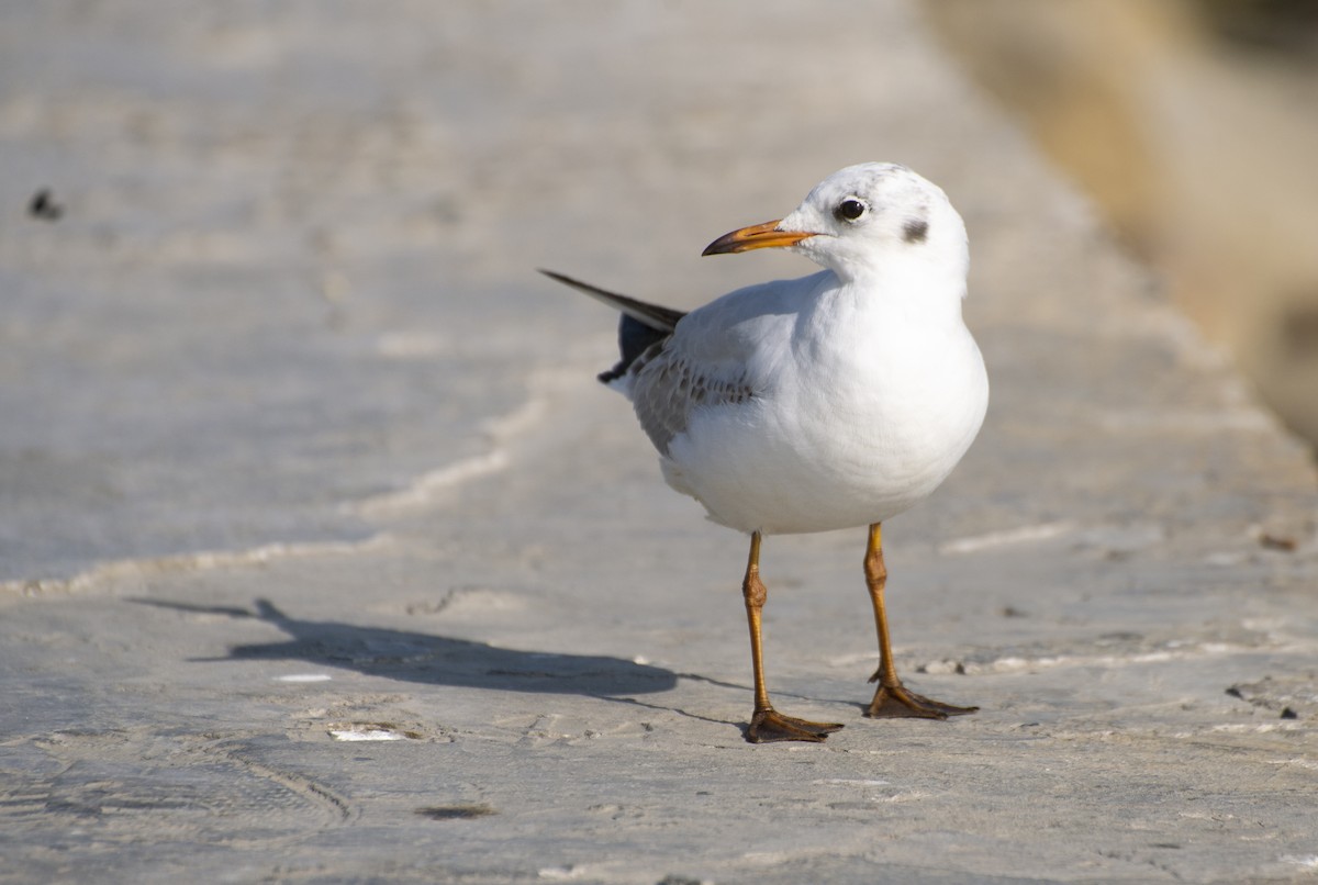 Black-headed Gull - ML211422931