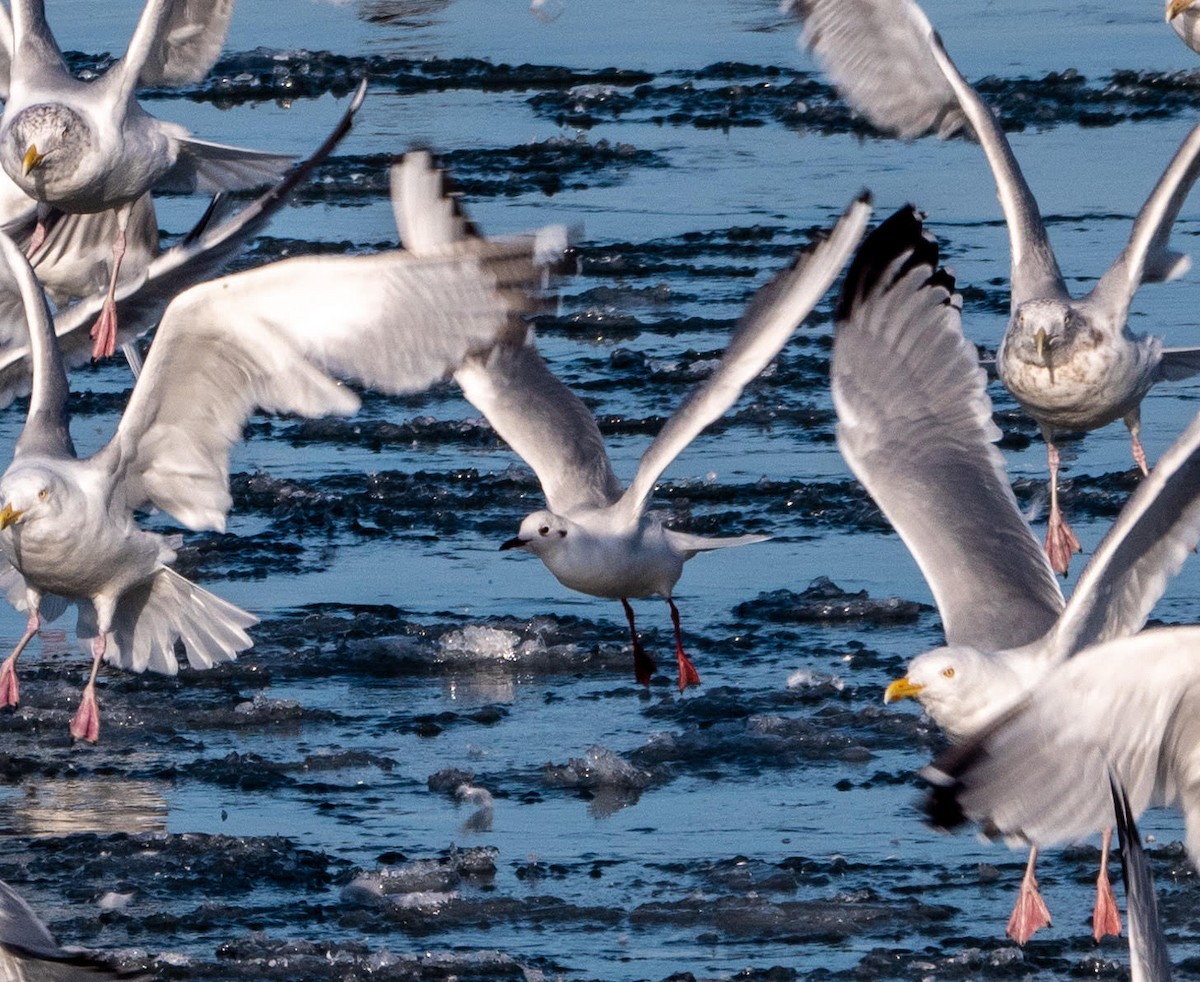 Black-headed Gull - ML211422951