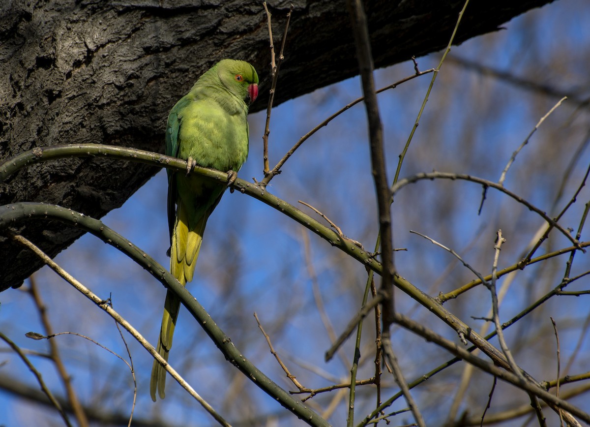 Rose-ringed Parakeet - ML211423161