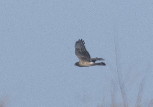 Hen Harrier - ML211423621