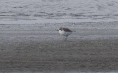 Kentish Plover - ML211423721