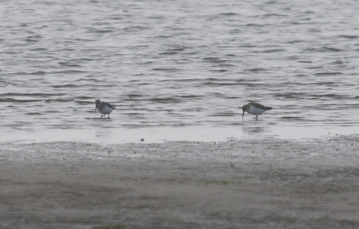 Dunlin - ML211423771