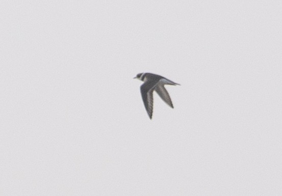Common Ringed Plover - ML211423981