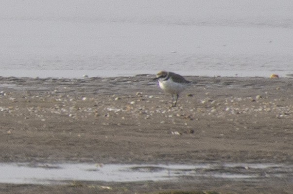 Kentish Plover - ML211424021