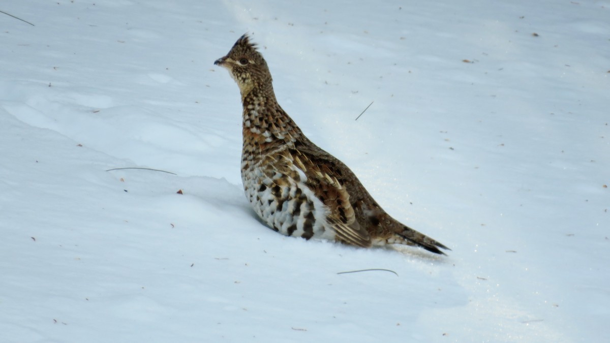 Ruffed Grouse - Dave&Kerry Sehloff