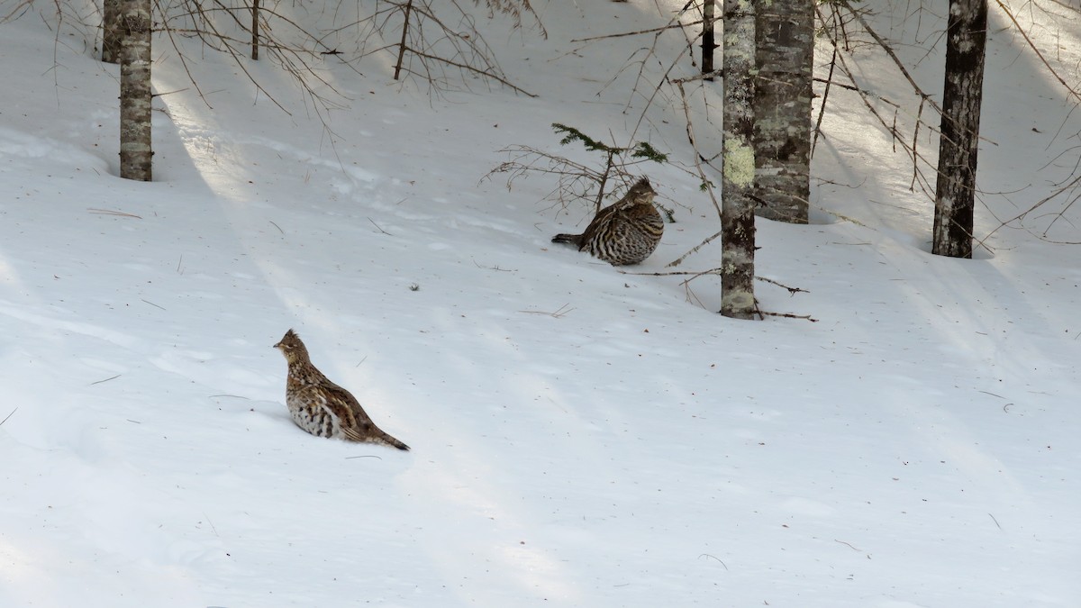 Ruffed Grouse - Dave&Kerry Sehloff