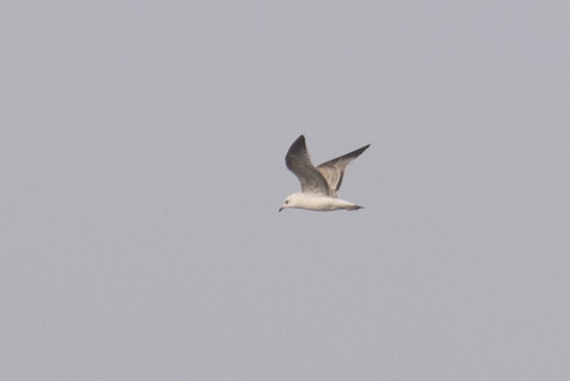 Common Gull - ML211424351