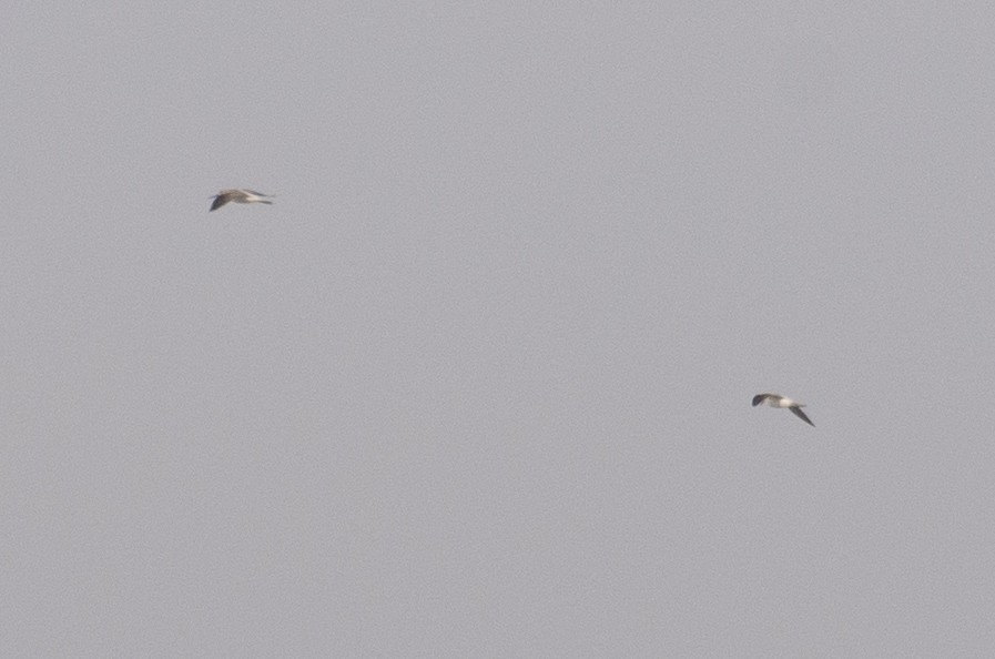 Common Greenshank - ML211424361