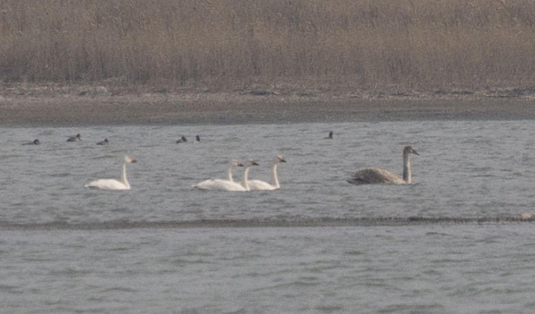 Tundra Swan (Bewick's) - ML211424571