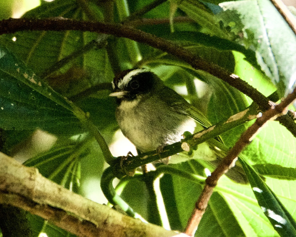 Black-cheeked Warbler - ML211425711