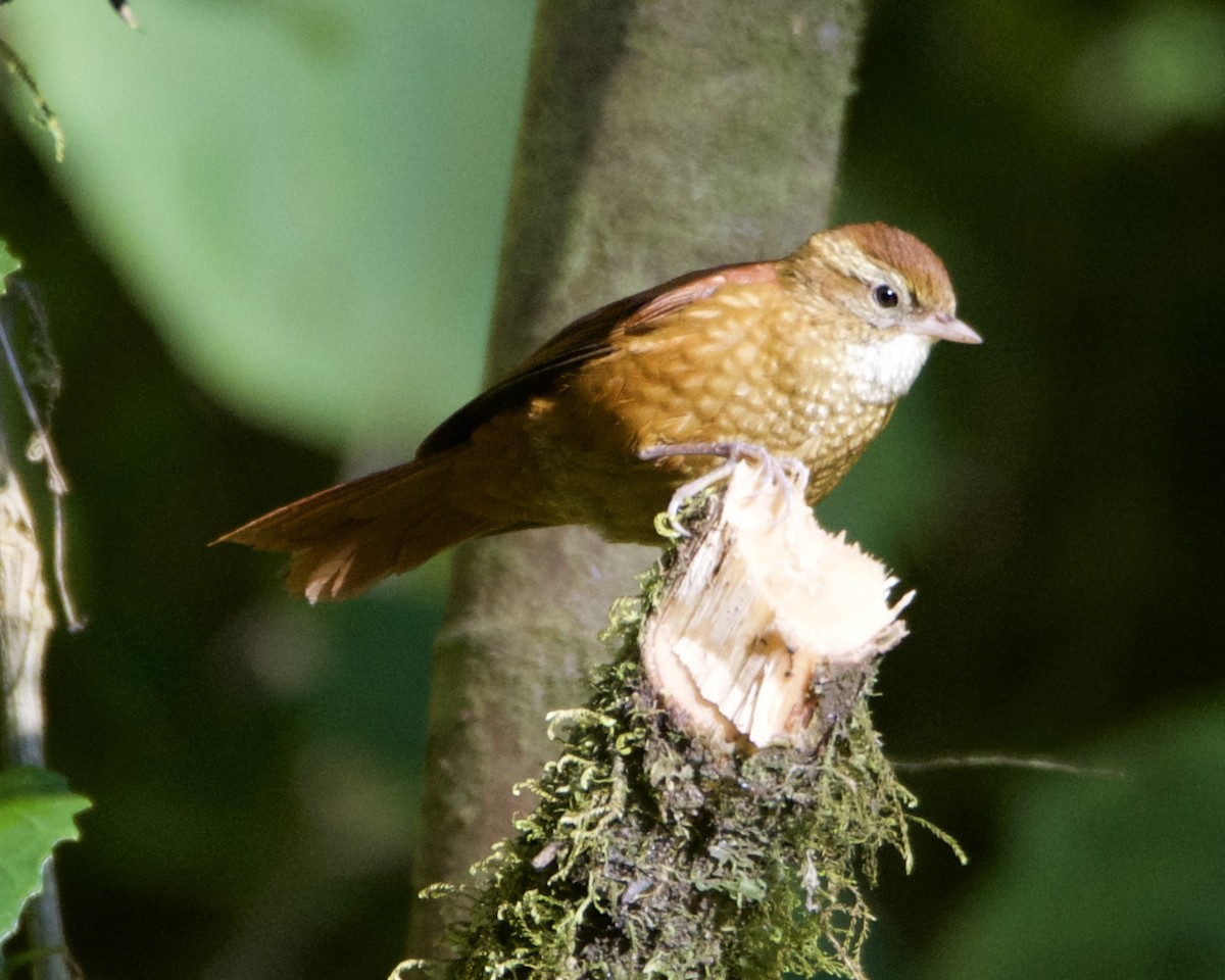 Ruddy Treerunner - Larry Waddell