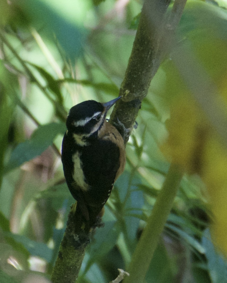 Hairy Woodpecker - ML211425971