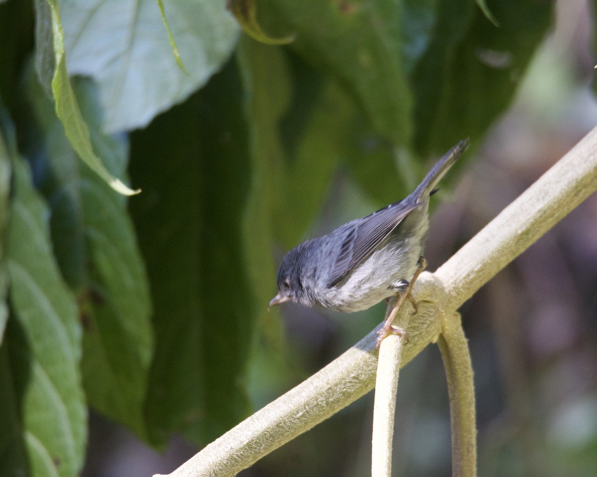 Slaty Flowerpiercer - ML211425991