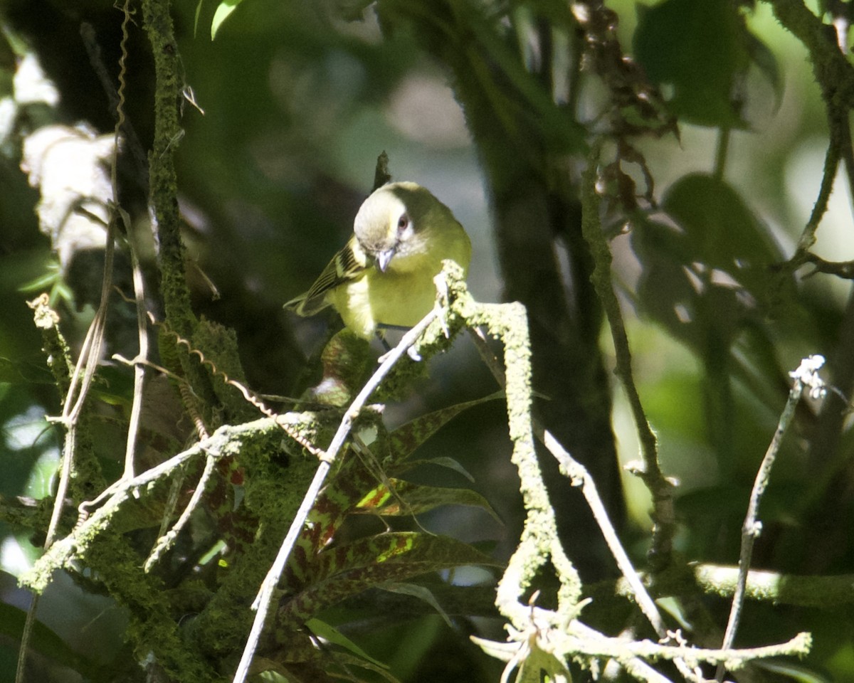 Yellow-winged Vireo - ML211426081