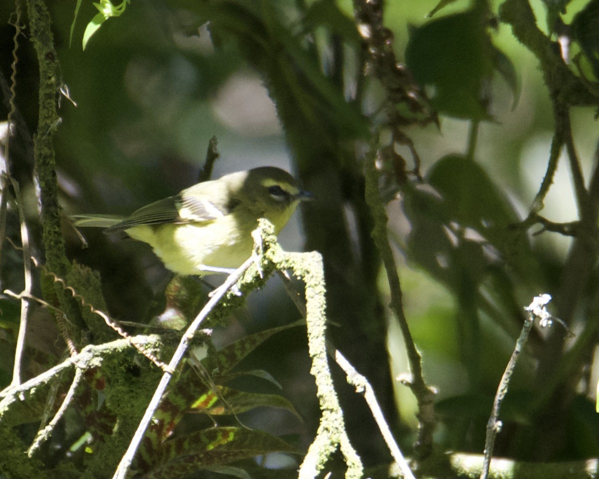 Yellow-winged Vireo - ML211426091