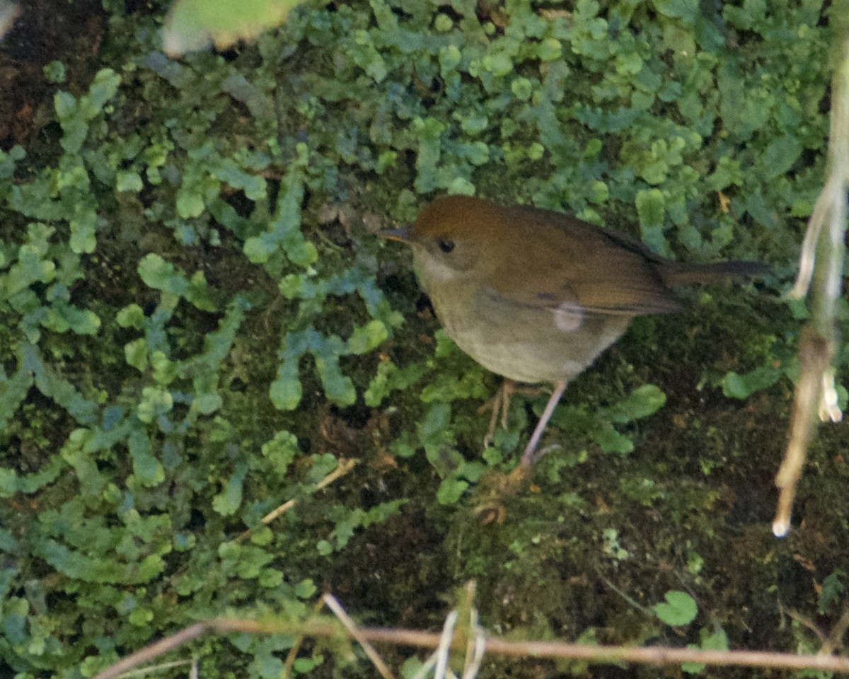 Ruddy-capped Nightingale-Thrush - ML211426131