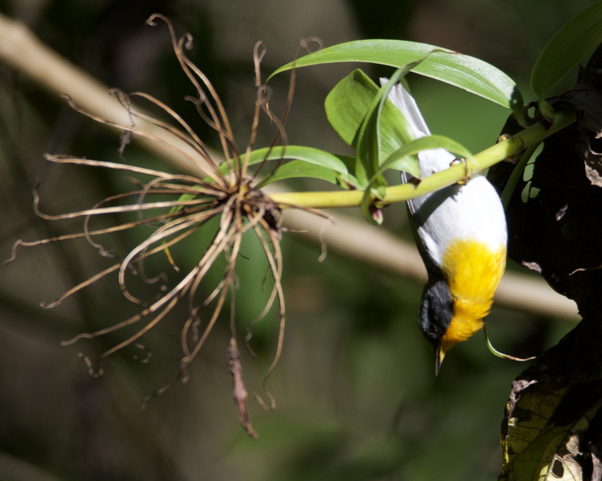 Flame-throated Warbler - ML211426201