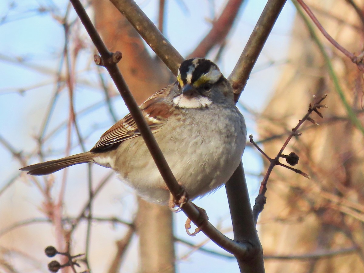 White-throated Sparrow - ML211426451