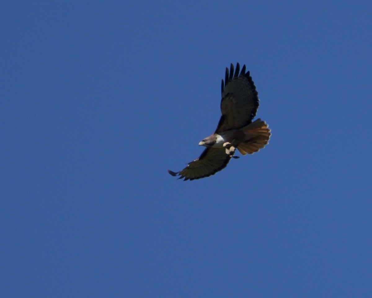 Red-tailed Hawk - Larry Waddell