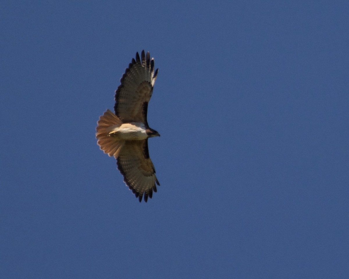 Red-tailed Hawk - Larry Waddell