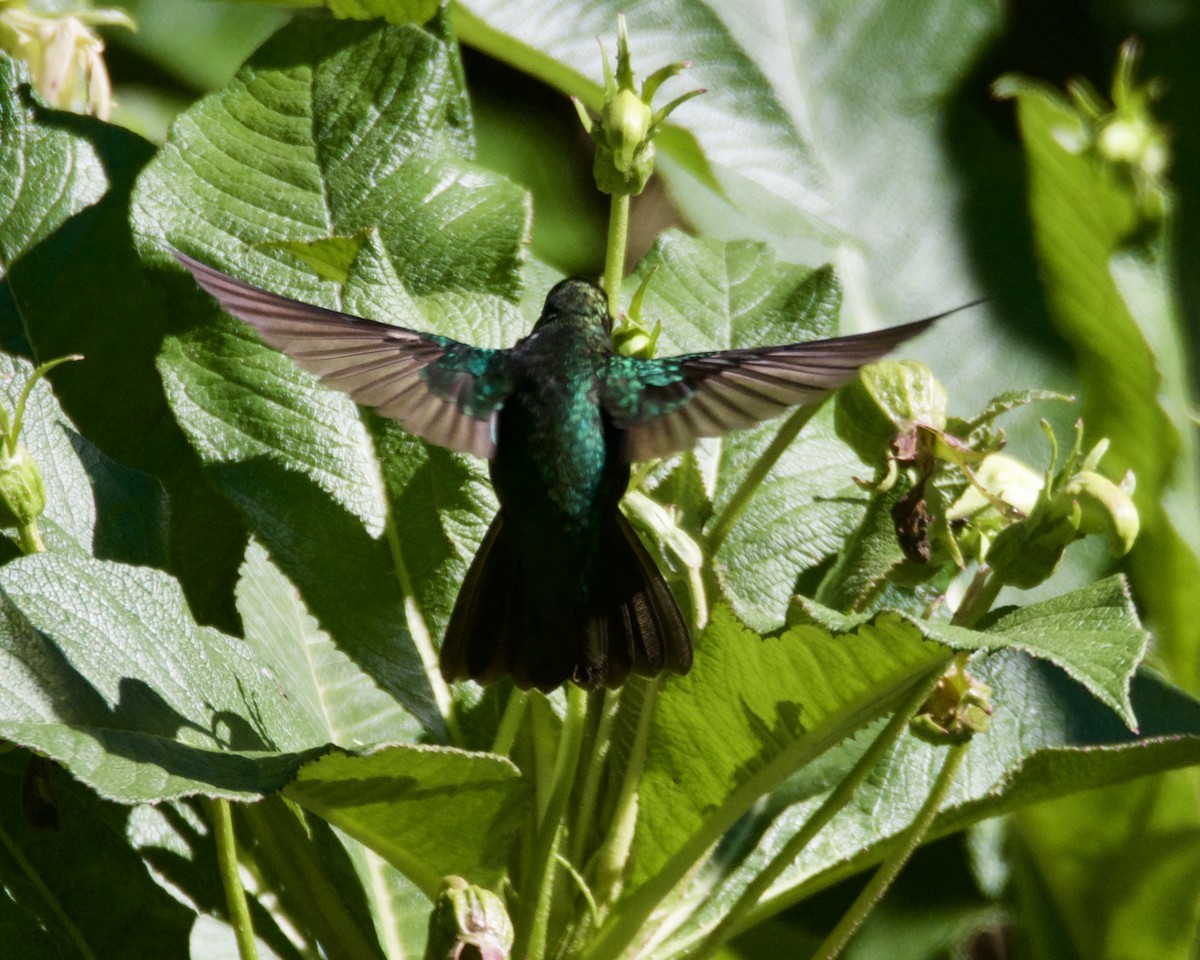 Talamanca Hummingbird - Larry Waddell