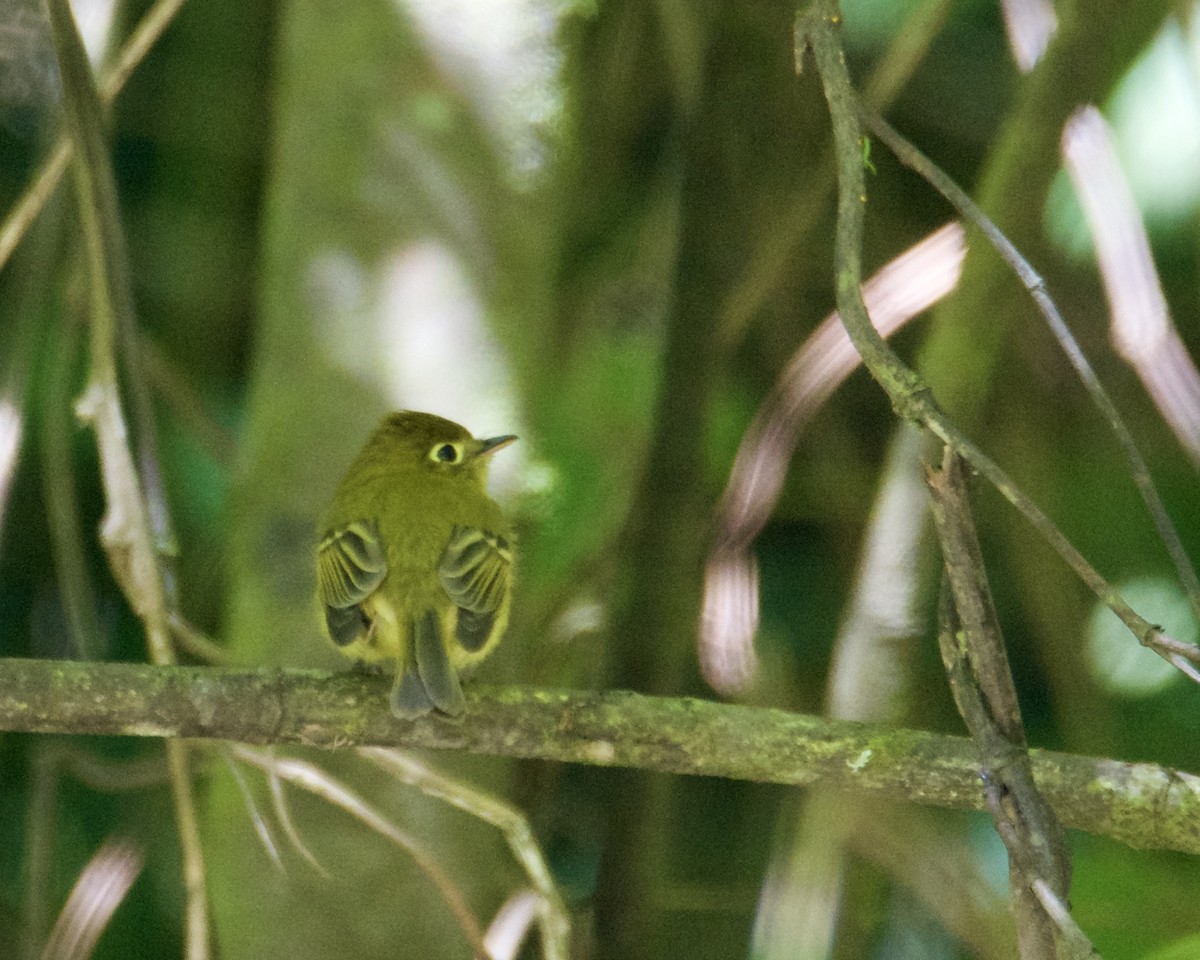 Yellowish Flycatcher - ML211427211