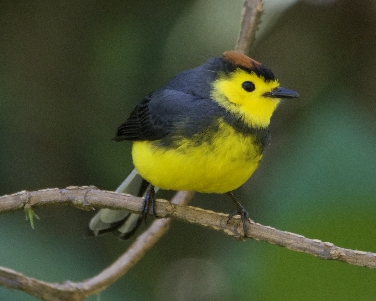 Collared Redstart - Larry Waddell