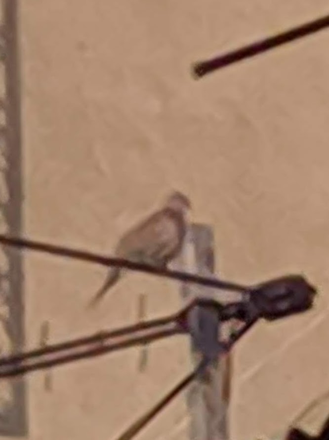 Laughing Dove - ML211427361