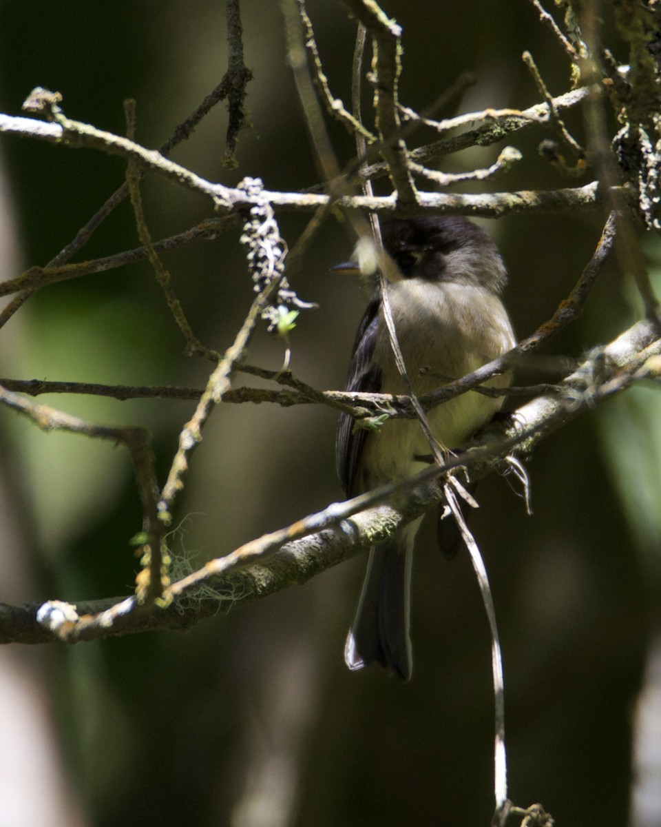 Black-capped Flycatcher - Larry Waddell