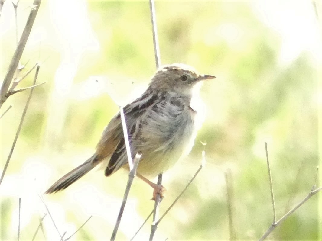 Zitting Cisticola - ML211427661