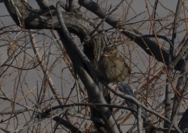 House Sparrow - ML211428421