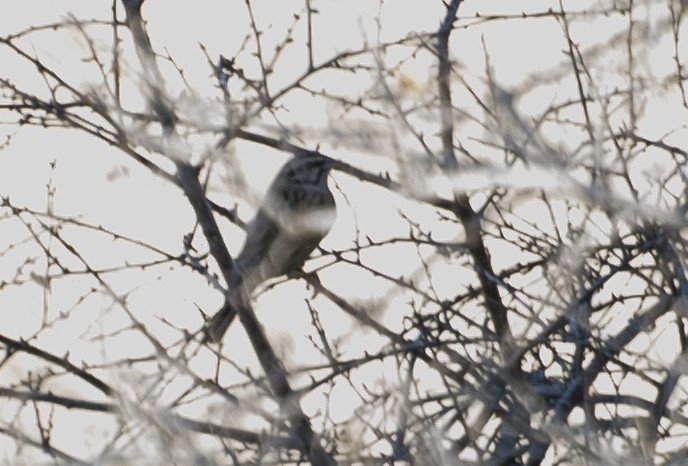 Rock Bunting - Grigory Evtukh