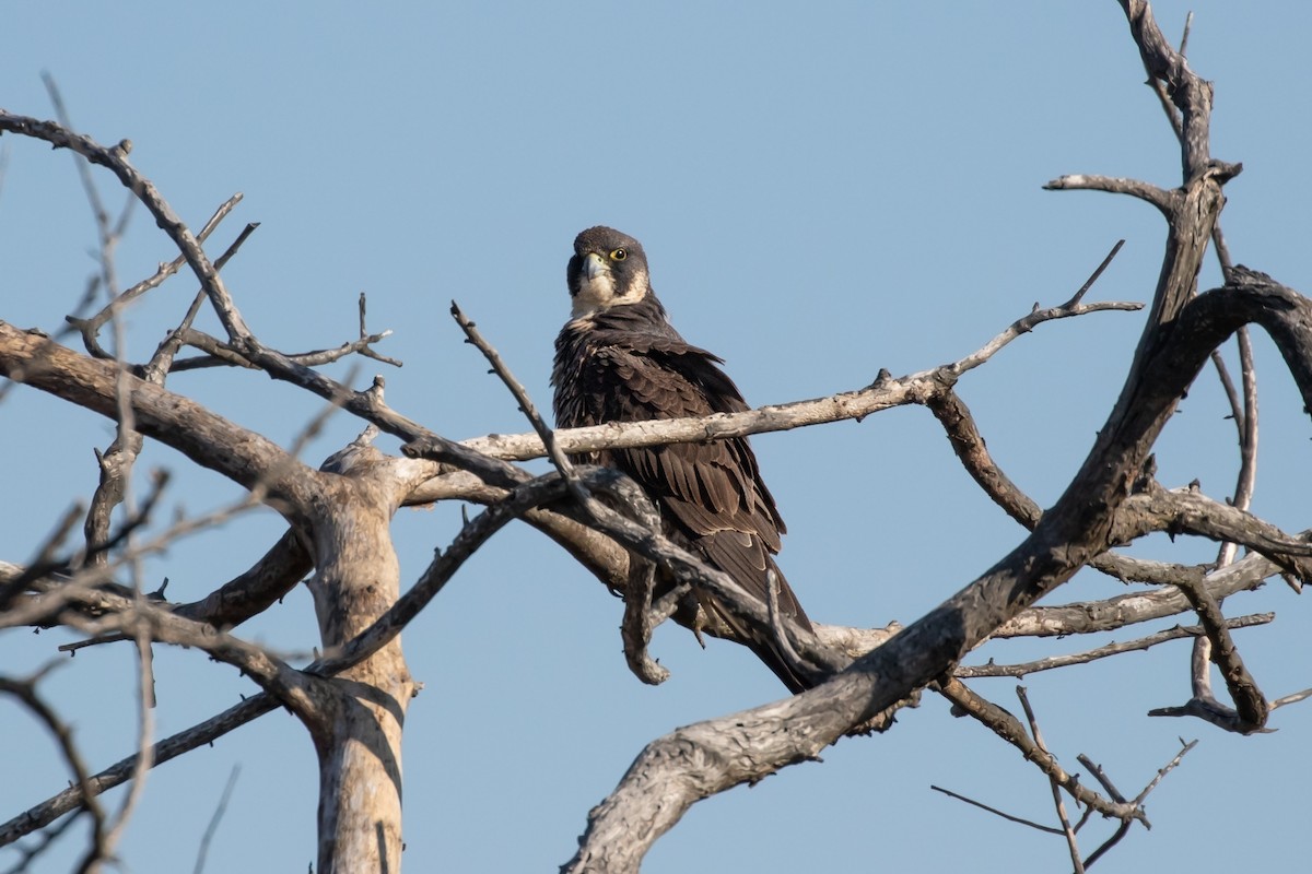 Peregrine Falcon - Ryan Mandelbaum