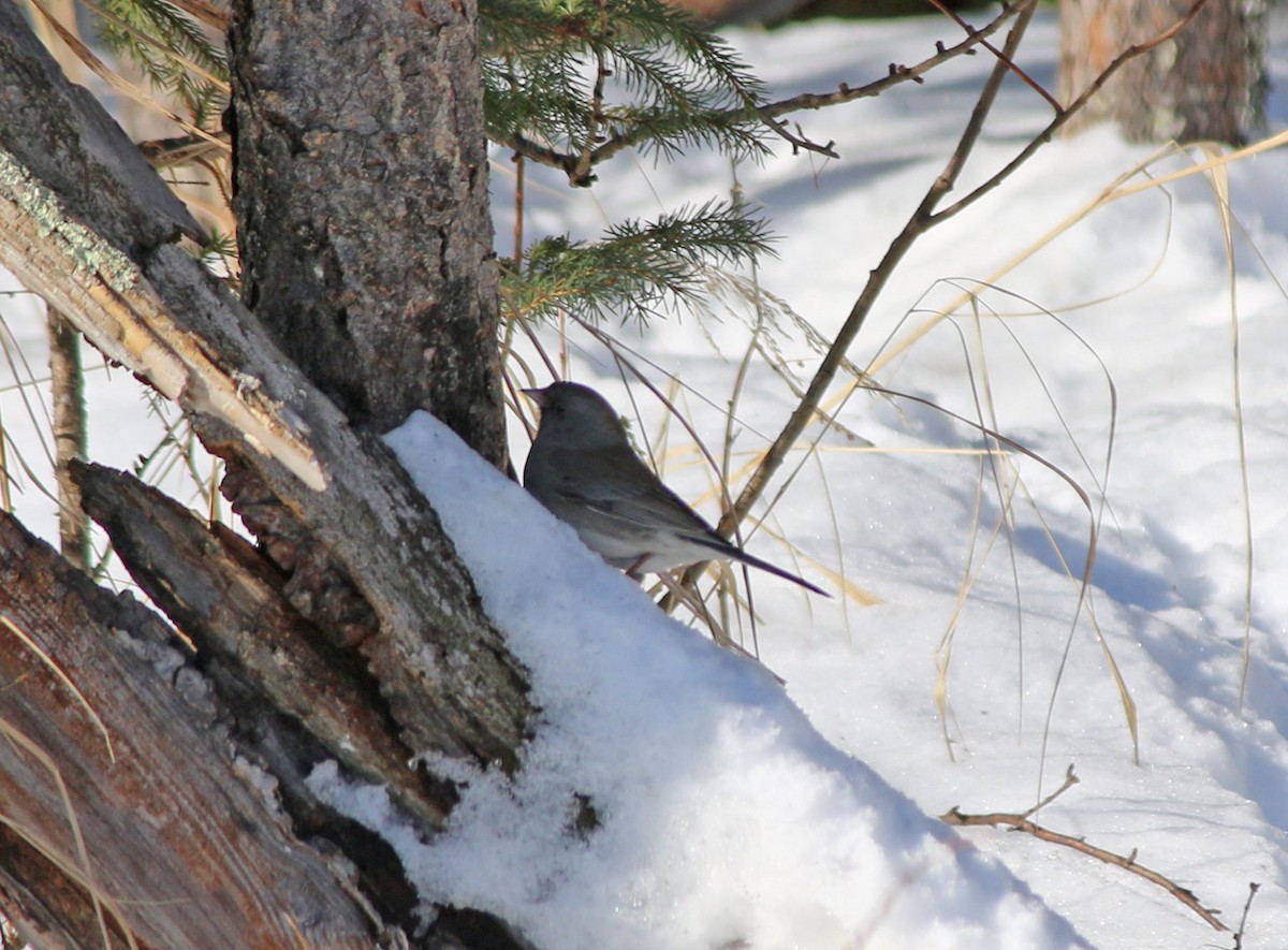 Dark-eyed Junco (Slate-colored) - ML211430251