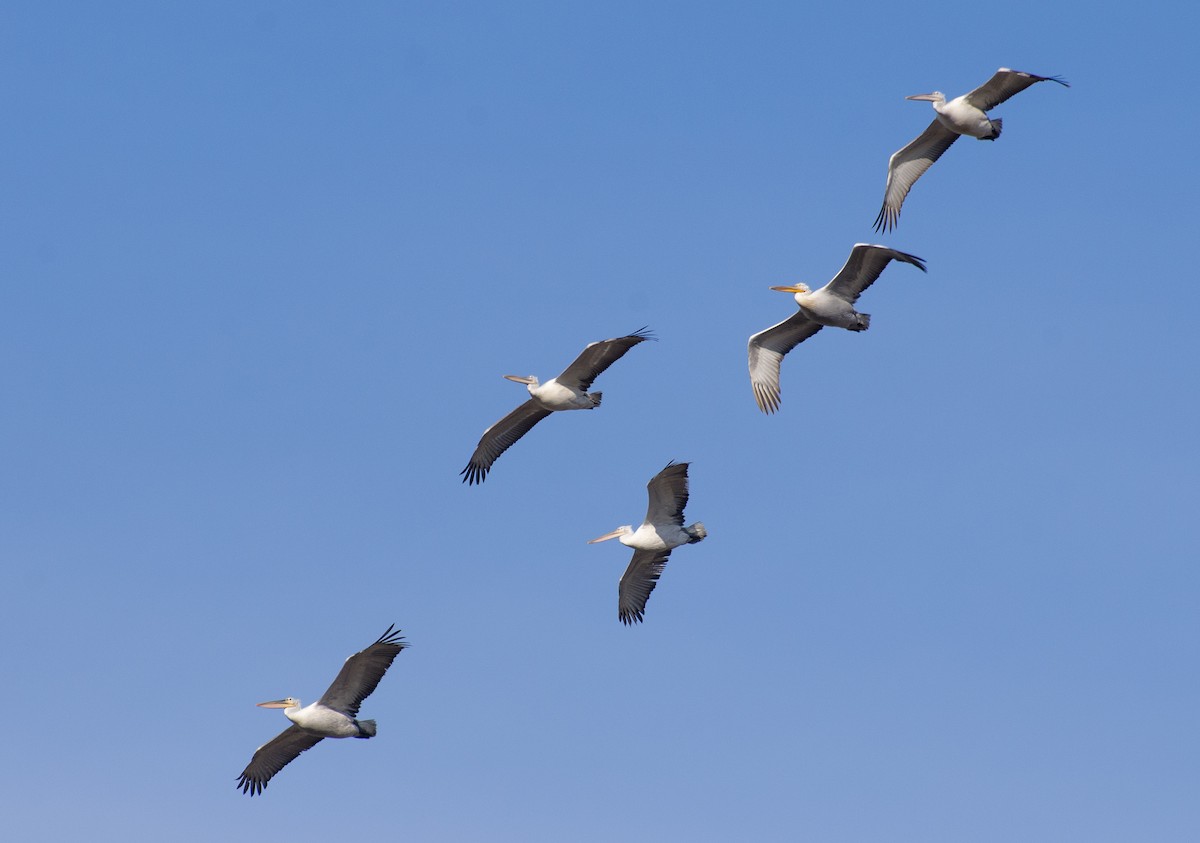 Dalmatian Pelican - ML211430851