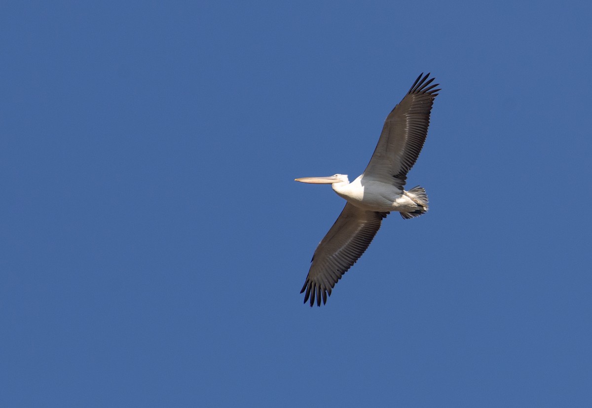 Dalmatian Pelican - ML211431121