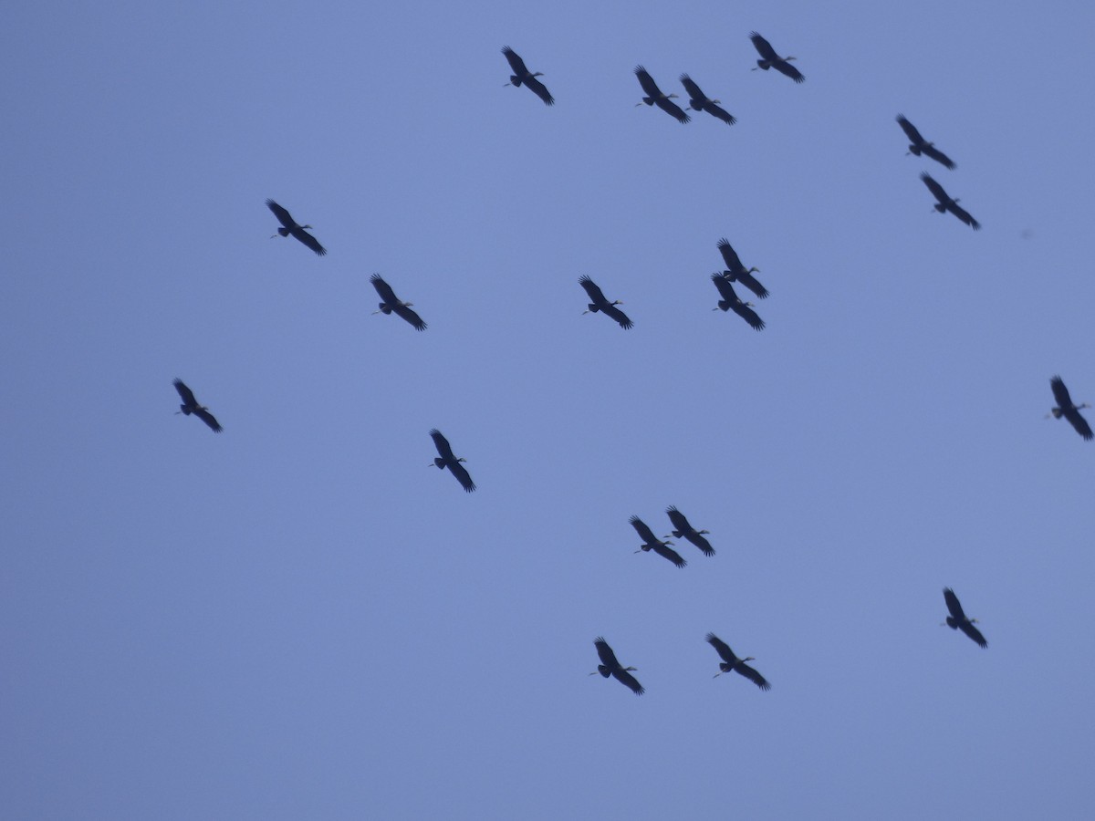 ibis hnědý - ML211431881