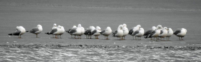 Ring-billed Gull - ML211431971